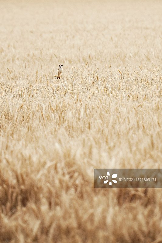 麦田与麻雀图片素材
