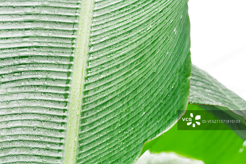 雨打芭蕉图片素材