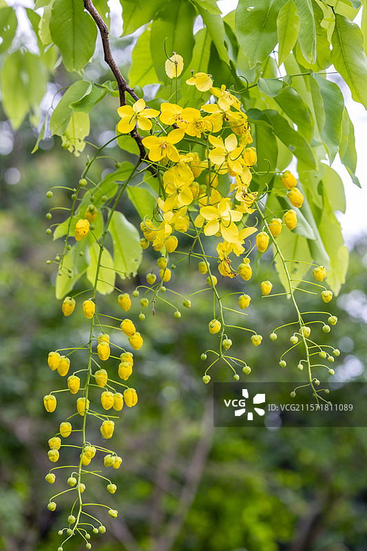 深圳初夏6月美丽黄色腊肠树花开图片素材