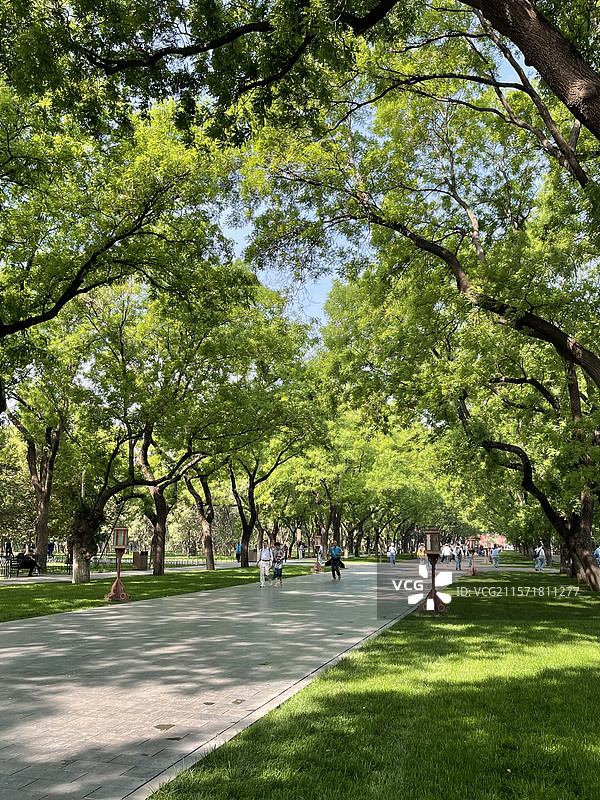 绿色树林图片素材