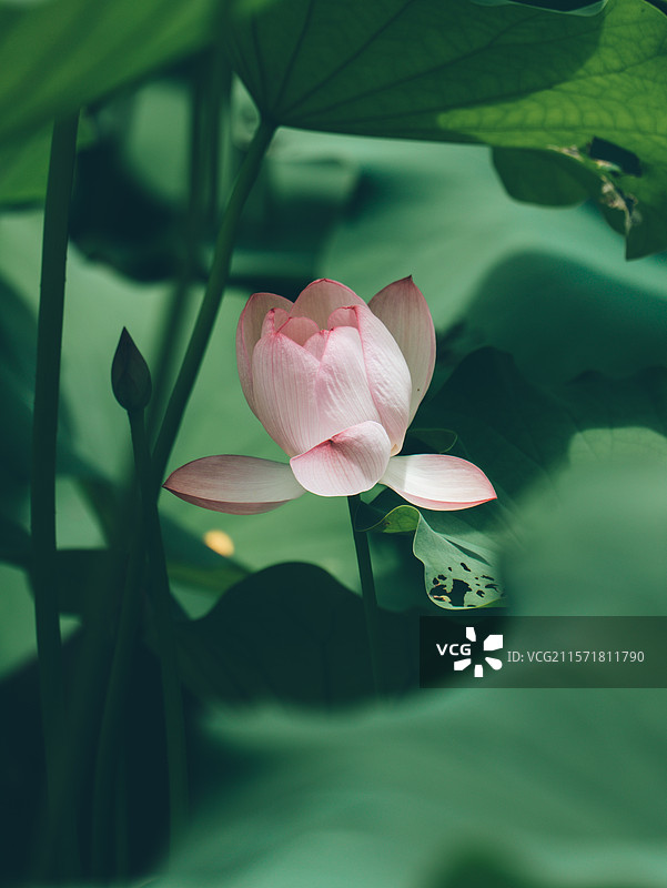 蹲守在荷塘边。初阳穿透薄雾，照亮层层荷叶间亭立的粉白花朵。一颗露珠从饱满花瓣滚落，惊起细微涟漪，我屏图片素材