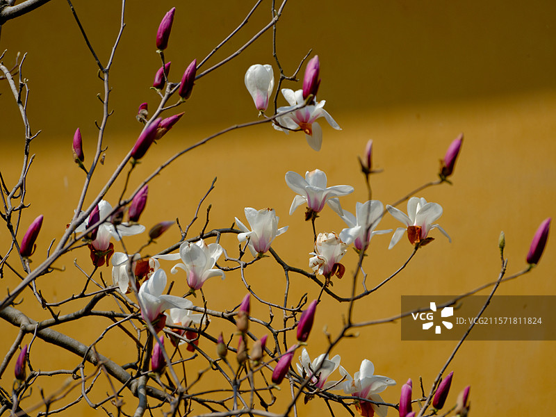 白玉兰图片素材