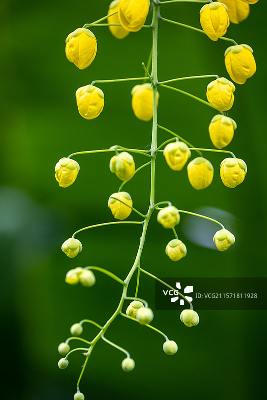 深圳初夏6月美丽黄色腊肠树花开图片素材