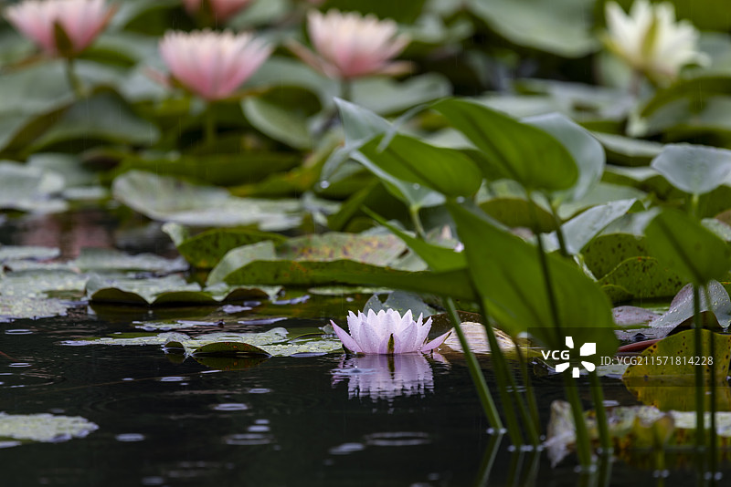 杭州雨西湖雨中睡莲治愈美景图片素材