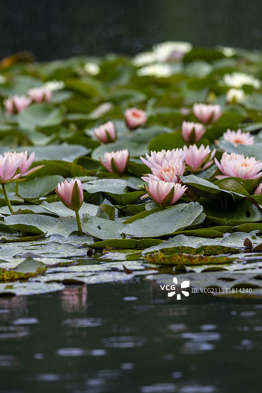 杭州雨西湖雨中睡莲治愈美景图片素材