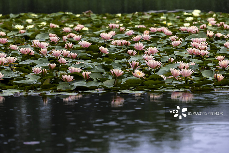 杭州雨西湖雨中睡莲治愈美景图片素材