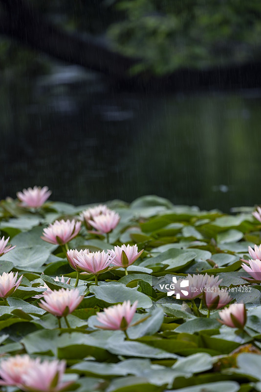 杭州雨西湖雨中睡莲治愈美景图片素材