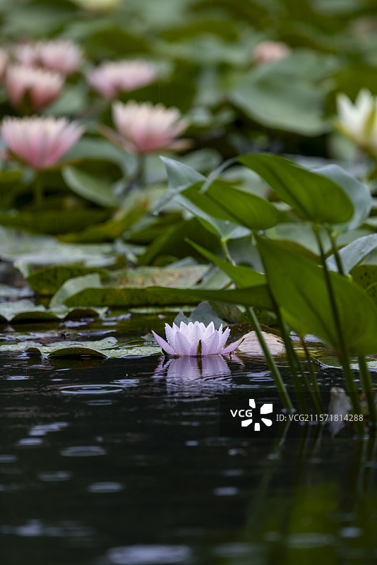 杭州雨西湖雨中睡莲治愈美景图片素材