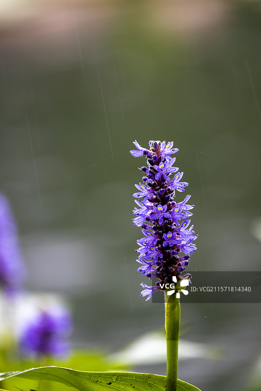 雨中的梭鱼草图片素材