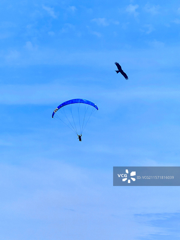 蓝天共舞图片素材