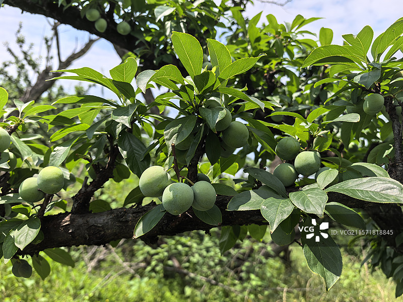 嵊州桃形李图片素材