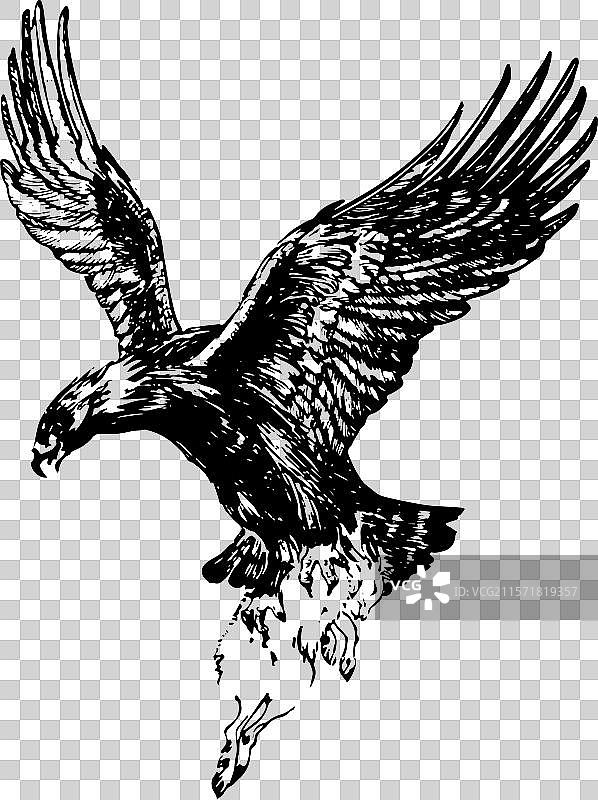 手绘 元素 动物 秃鹫 鹰图片素材
