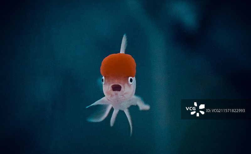 小鱼隔着玻璃静静的看着你图片素材