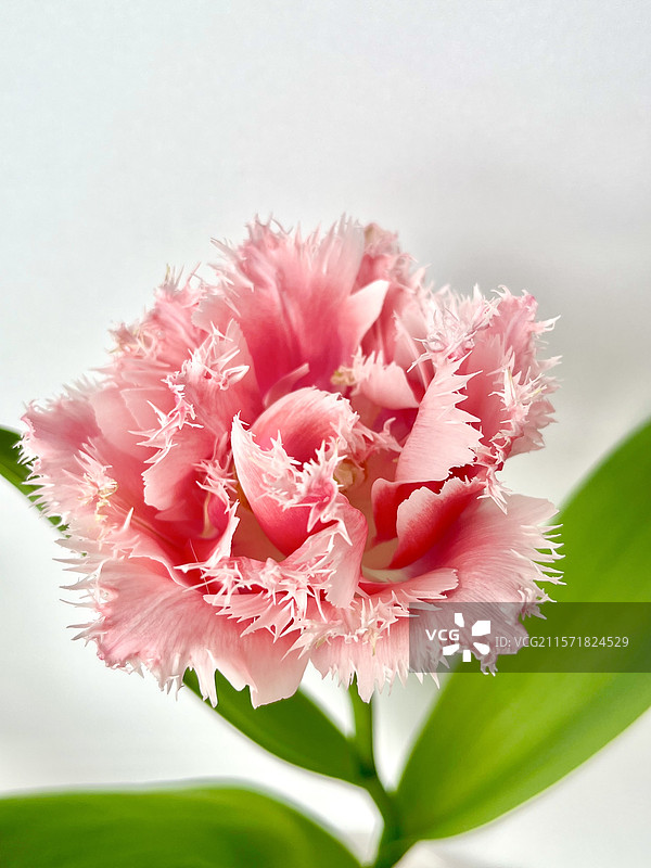 郁金香-昆士兰/美人鱼岛图片素材