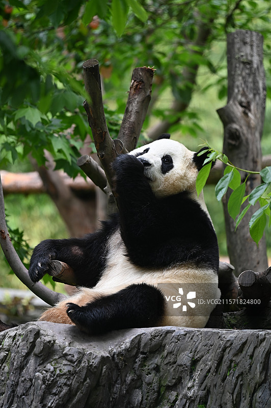 大熊猫福宝图片素材
