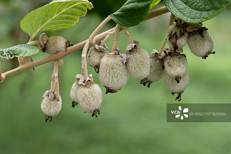 武汉植物园猕猴桃图片素材