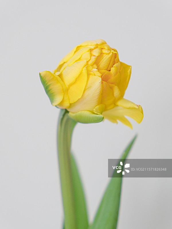 郁金香狐步舞图片素材