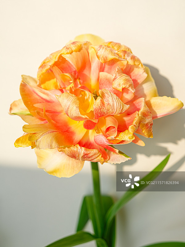 郁金香狐步舞图片素材