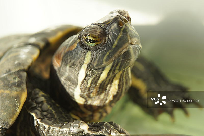乌龟头部侧面肖像特写镜头，动物野生野外，宠物巴西龟，可爱长寿健康养龟图片素材