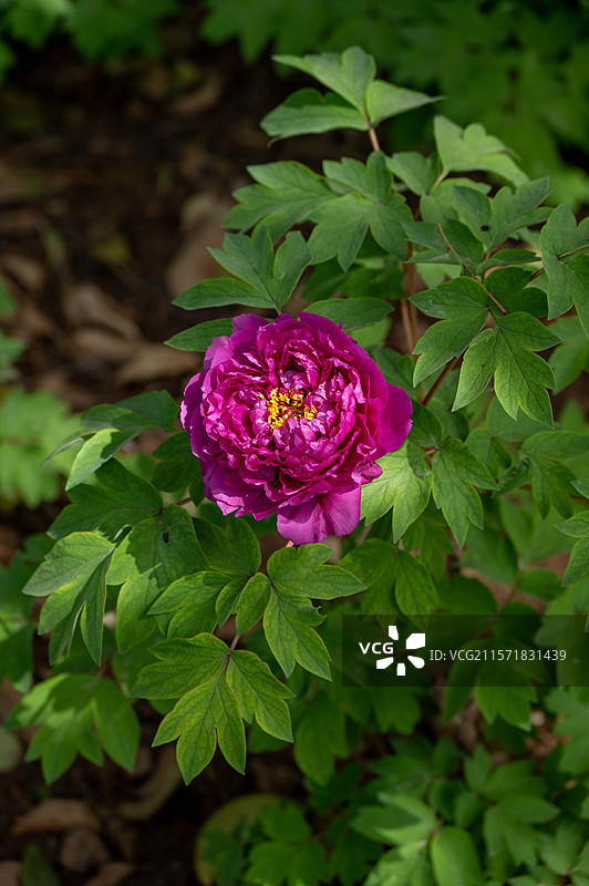 洛阳中国国花园 · 牡丹图片素材