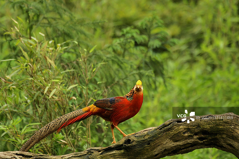 和摄影师对视的红腹锦鸡图片素材