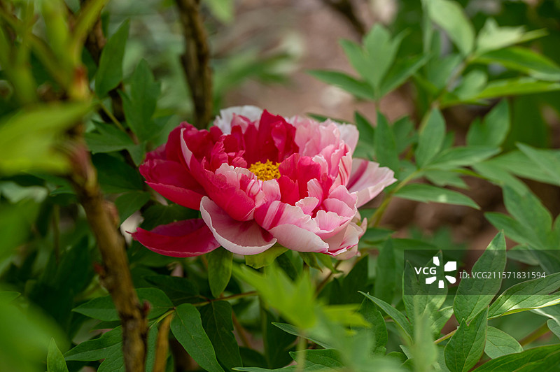 洛阳中国国花园 · 牡丹图片素材