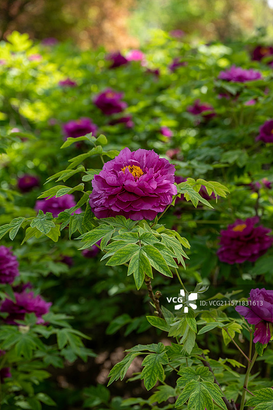 洛阳中国国花园 · 牡丹图片素材