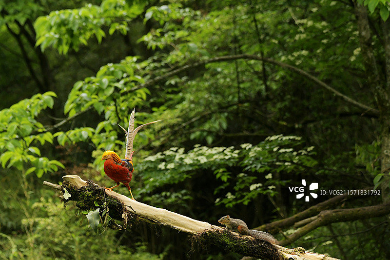 扬起尾羽的红腹锦鸡与松鼠相遇图片素材