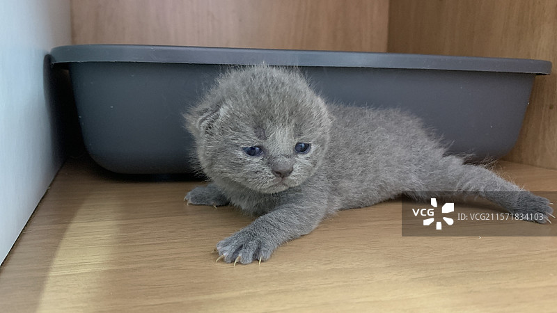 宠物小猫图片素材