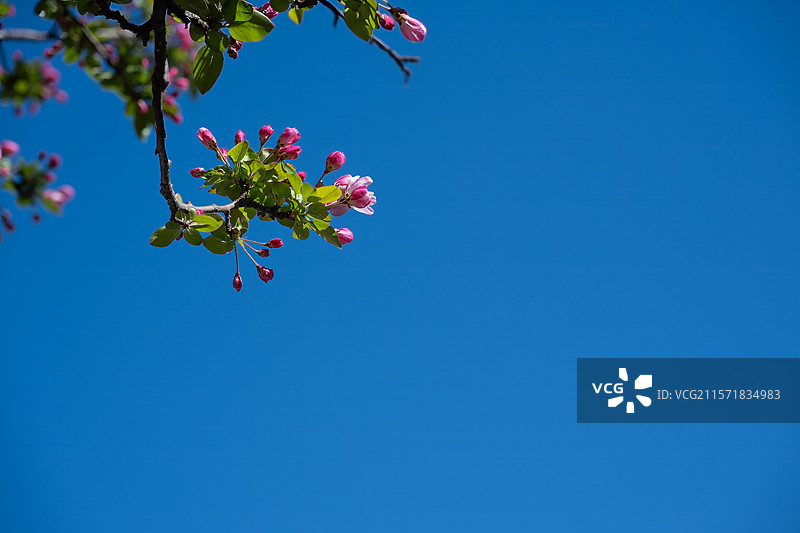 蓝天背景下盛开的海棠花图片素材