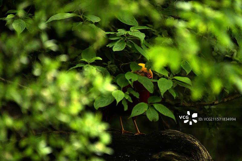 隐在树丛中的红腹锦鸡图片素材