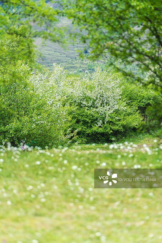 甘孜甲根坝盛开的俄色花和开满白色野花的草地图片素材