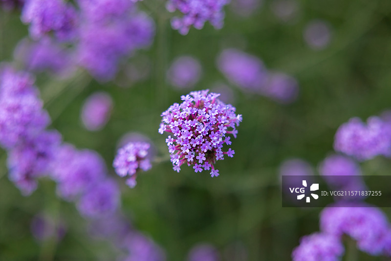 薰衣草图片素材