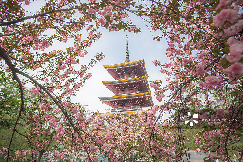 武汉东湖樱花园樱花氛围图片素材