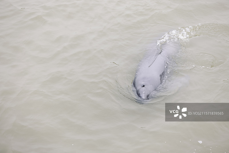 长江江豚，濒危保护动物，鲸豚类动物，江猪，生态环境保护图片素材