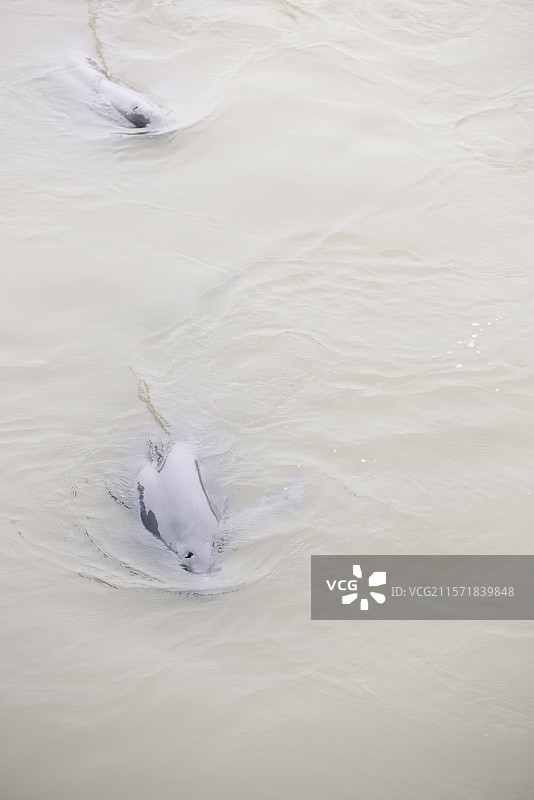 长江江豚，濒危保护动物，鲸豚类动物，江猪，长江生态环境保护，天使的微笑图片素材