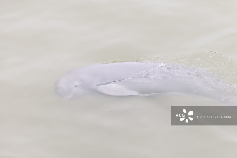 长江江豚，濒危保护动物，鲸豚类动物，江猪，长江生态环境保护，天使的微笑图片素材