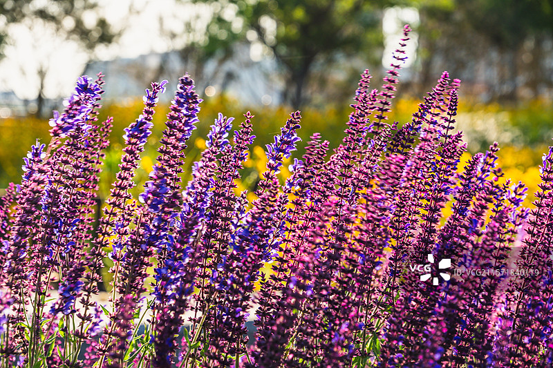 田野上紫色薰衣草花的特写镜头图片素材