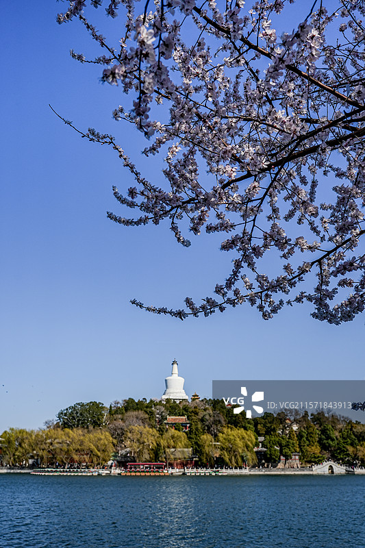 北京北海公园山桃花开放的春天图片素材