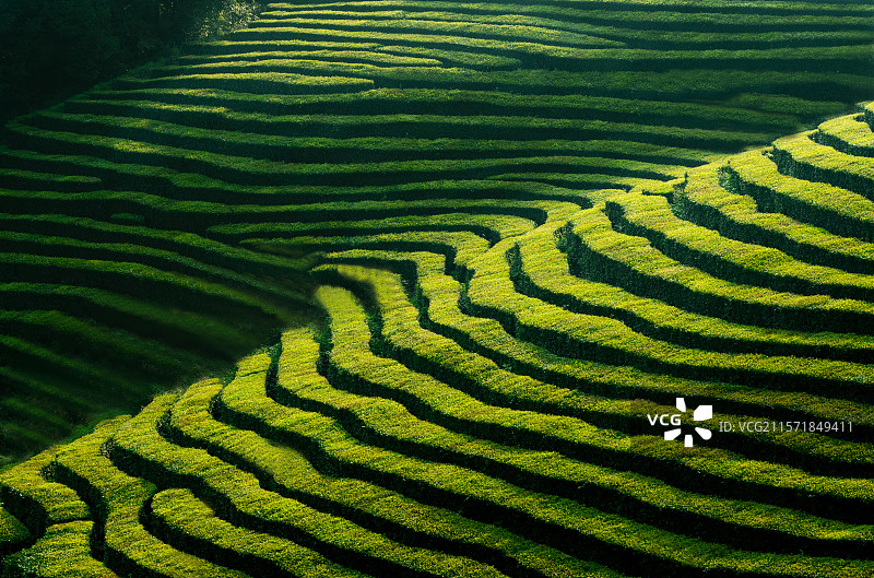 丽水茶田图片素材