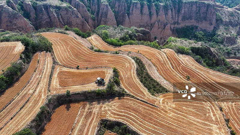 平陆:山地小麦开镰收割图片素材