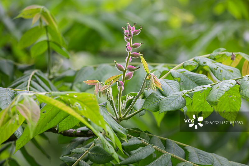 山核桃野核桃生长核桃结果图片素材