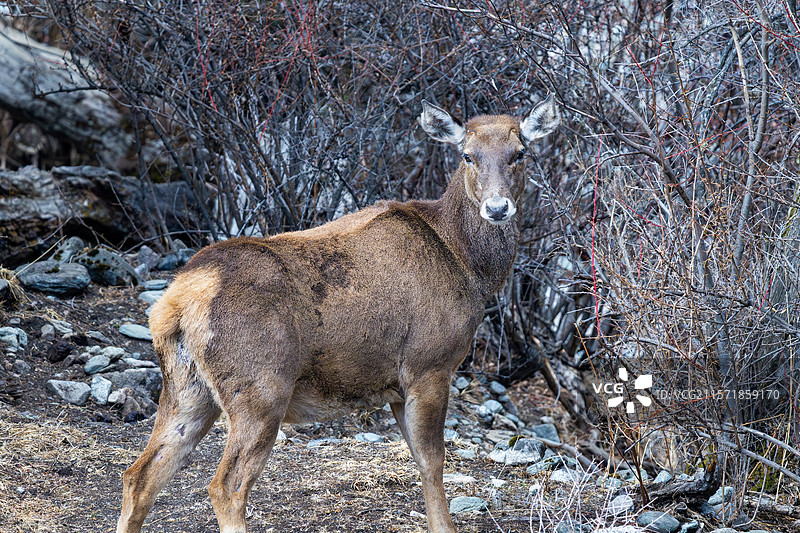 西藏工布江达县加兴乡白朗村的白唇鹿图片素材