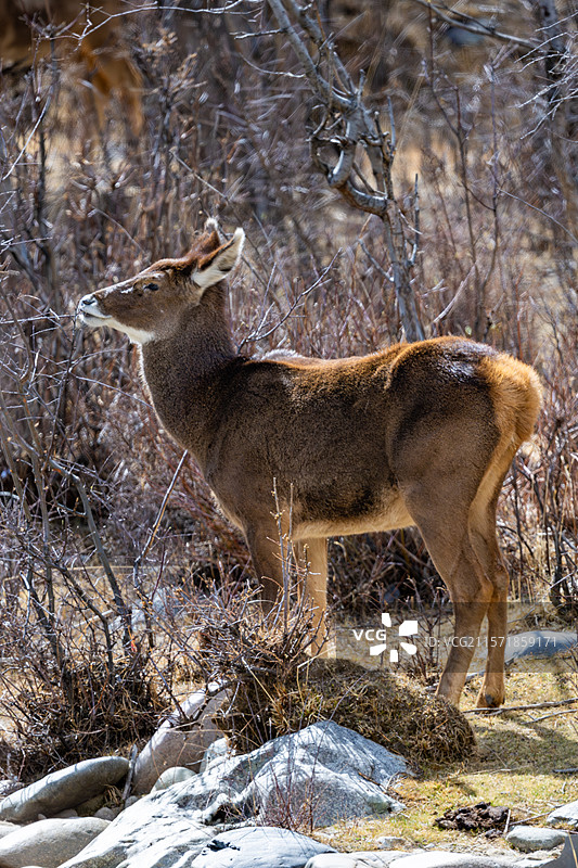 西藏工布江达县加兴乡白朗村的白唇鹿图片素材