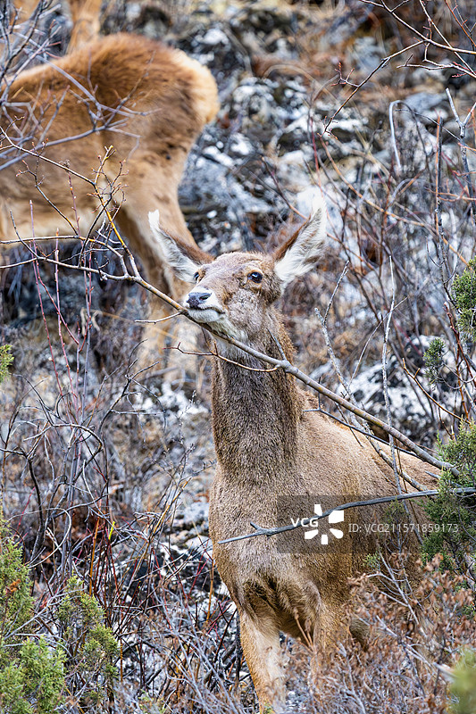 西藏工布江达县加兴乡白朗村的白唇鹿图片素材