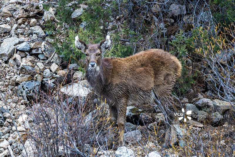 西藏工布江达县加兴乡白朗村的白唇鹿图片素材