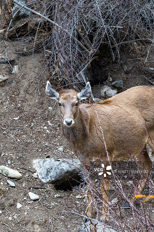 西藏工布江达县加兴乡白朗村的白唇鹿图片素材