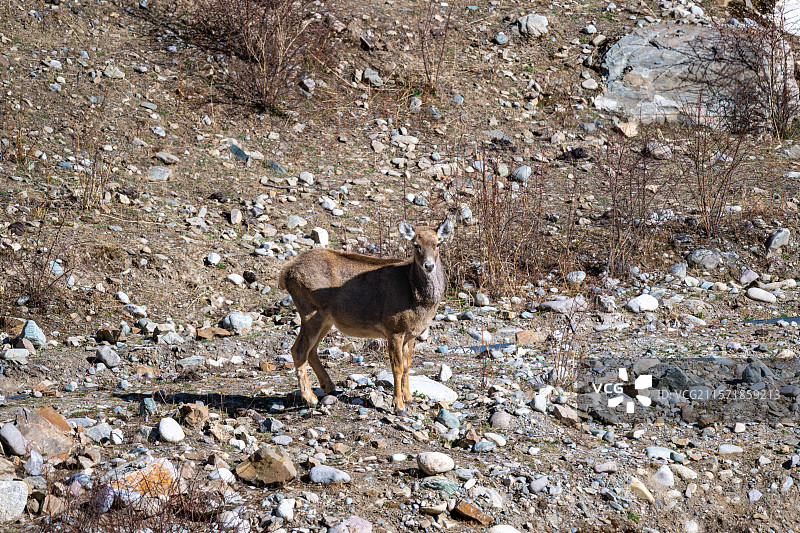 西藏工布江达县加兴乡白朗村的白唇鹿图片素材