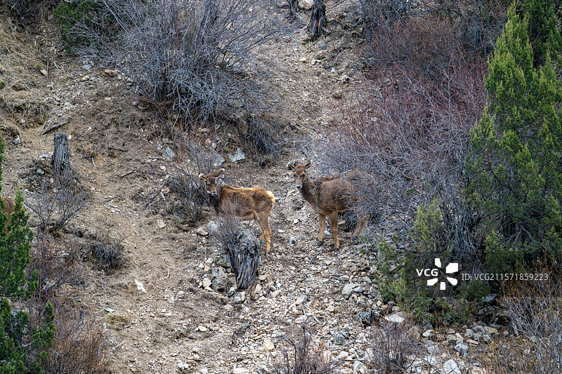 西藏工布江达县加兴乡白朗村的白唇鹿图片素材