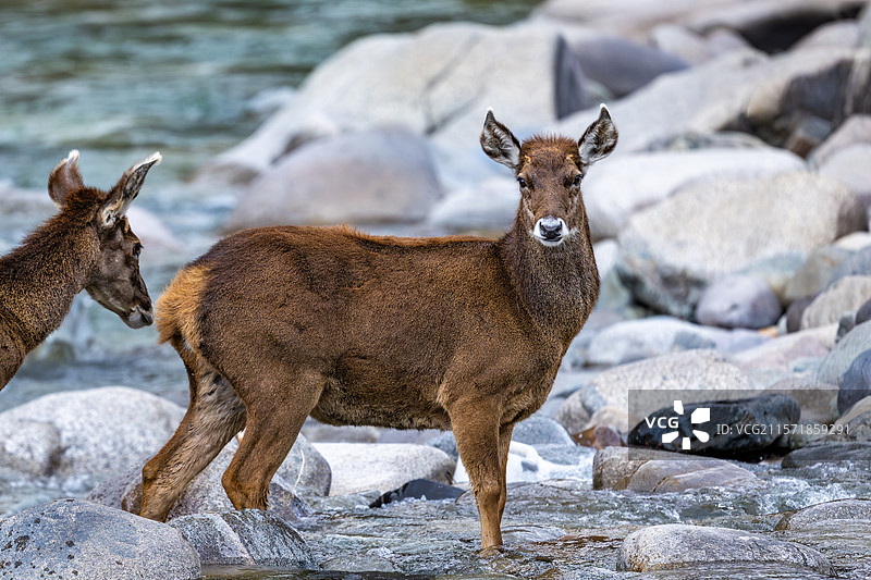 西藏工布江达县加兴乡白朗村的白唇鹿图片素材
